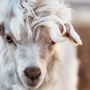 Кашемир: роскошь, которая согревает и радует.